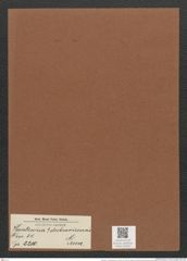 Hantzschia ? dubrovicensis Grun. (de-Toni-Nr.: Genus 50, Species 2210) Zeichnungen Sammlung Grunow Mappe 02435 (Herbarium_W_Grunow_drawings_Folder_02435)